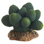 HOBBY Kaktus Atacamma 7 cm